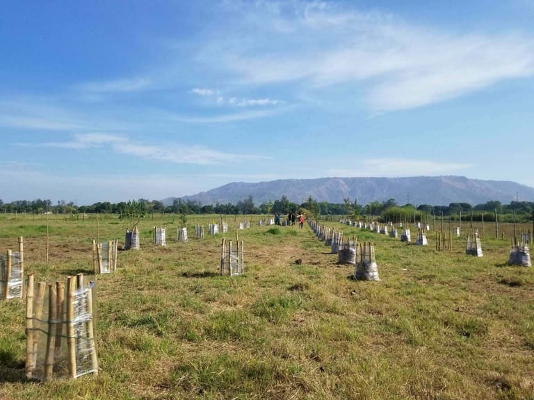 Newly planted trees with protective stakes in a large green field with mountains visible in the distance under clear blue sky